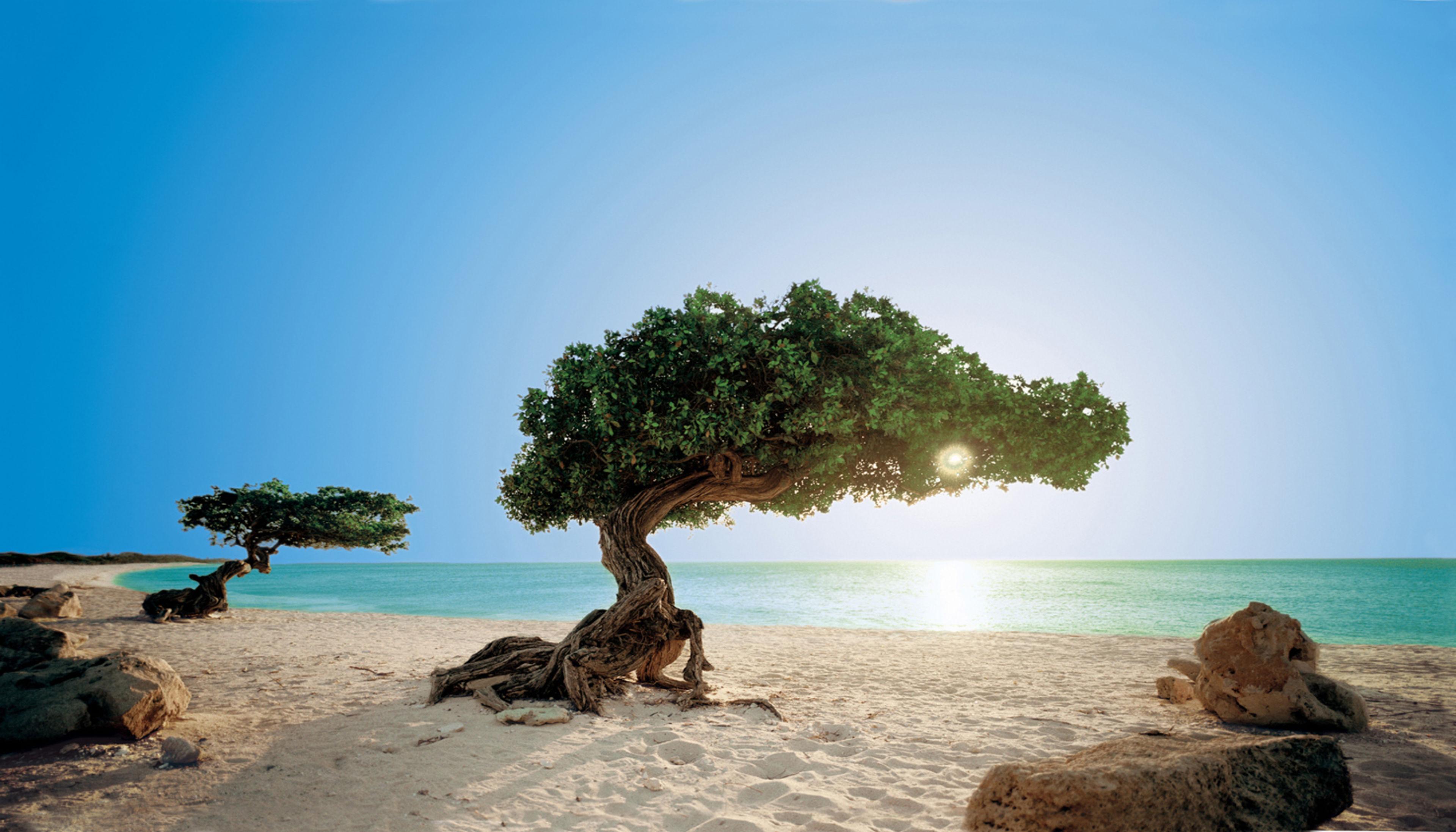 10 Essential Cultural Tips for Visiting Aruba